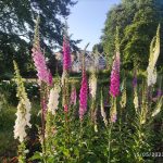 Orti botanici Lombardia: cosa vedere, quali visitare