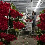 San Valentino, rose e bouquet. Mercato da 80 mln di €, brilla il made in Italy