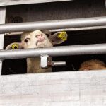 Agnelli diretti al macello, l’agonia del viaggio. Troppe violazioni nei tra…