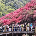 Turismo primaverile cinese, boom dei viaggi per apprezzare le fioriture