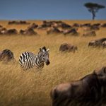 Viaggiare in Kenya diventa più facile: abolito il visto, le nuove regole pe…