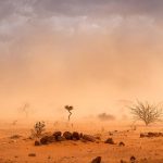 Desertificazione: come fermarla con un muro verde