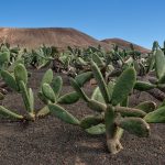 L’Isola di Lanzarote: un viaggio tra arte, natura e vigneti lunari