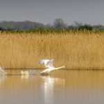 Rovigo, un viaggio tra il Po e il delta