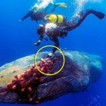 quel che fa per ringraziarli è commovente