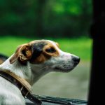 tutti i consigli prima di partire