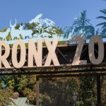 Alla scoperta delle meraviglie del Bronx Zoo durante un viaggio a New York