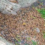 Tornado di cicale, allerta in questo Paese: preoccupati gli abitanti